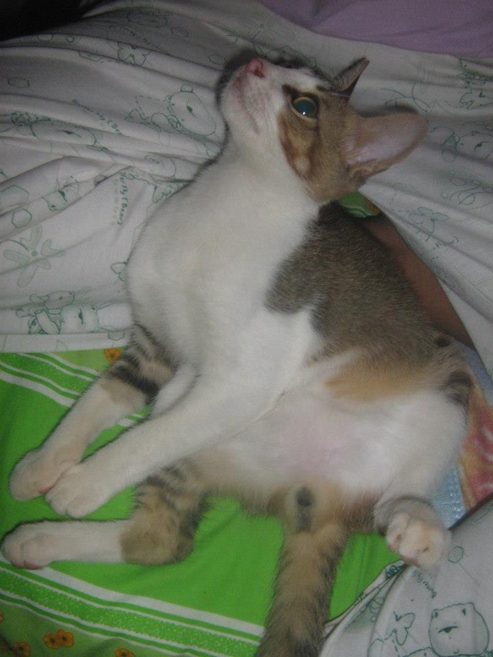 &#91;Cat lover&#93; Ini gan Kucing cewe ane.. LUCU abisss..!!