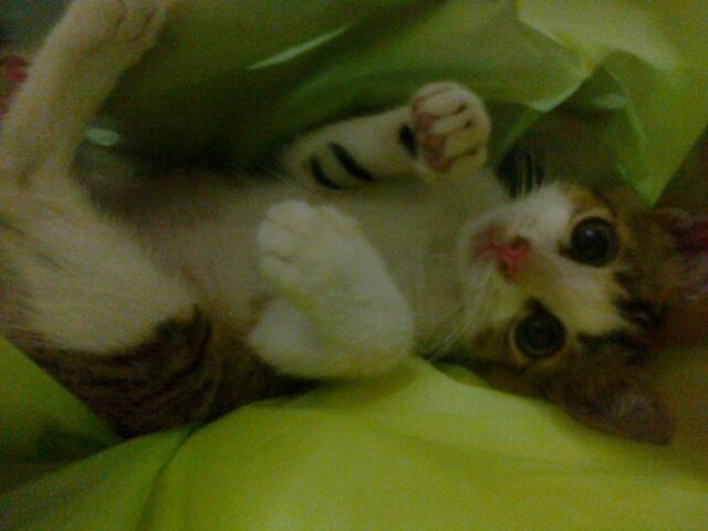 &#91;Cat lover&#93; Ini gan Kucing cewe ane.. LUCU abisss..!!