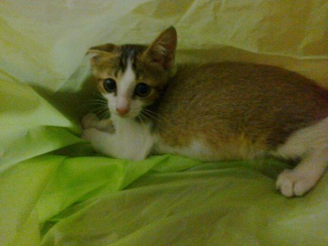 &#91;Cat lover&#93; Ini gan Kucing cewe ane.. LUCU abisss..!!