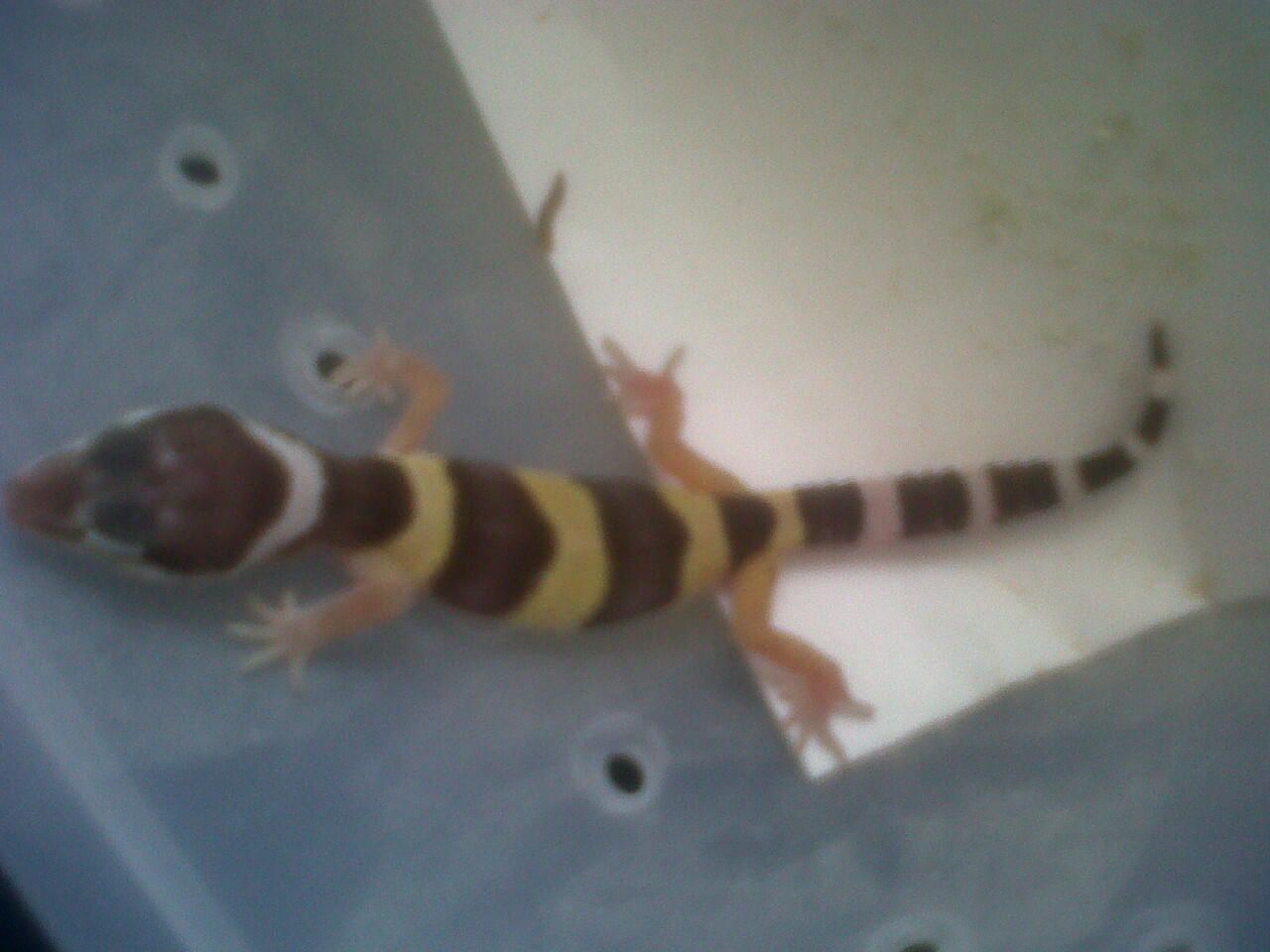 gecko baby