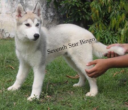 Husky Jantan Grey / Silver Anak Ina Ch Turunan Import!