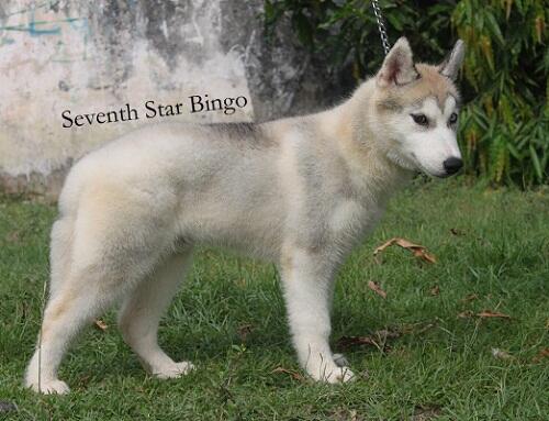 Husky Jantan Grey / Silver Anak Ina Ch Turunan Import!