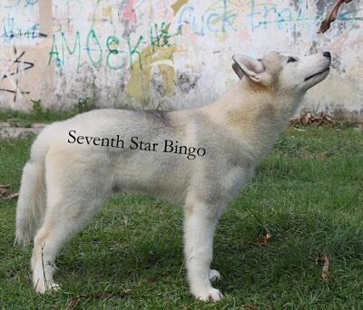 Husky Jantan Grey / Silver Anak Ina Ch Turunan Import!