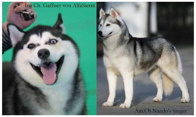 Husky Jantan Grey / Silver Anak Ina Ch Turunan Import!
