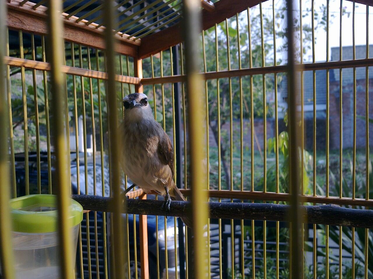 trucukan jinak tangan dan kutilang emas