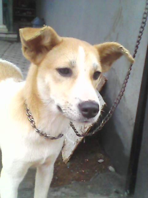 Terjual Dijual Anjing Kampung U Buru Kaskus