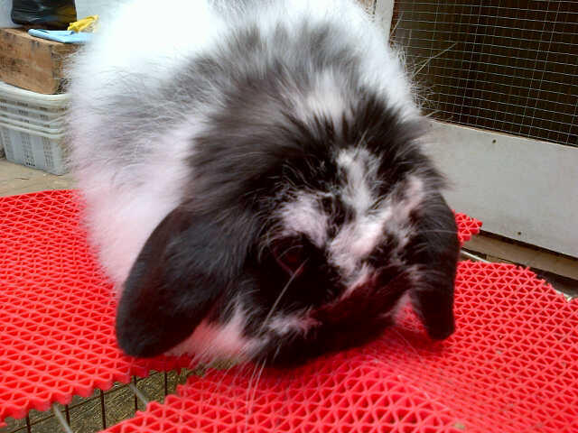 WTS American fuzzy Lop