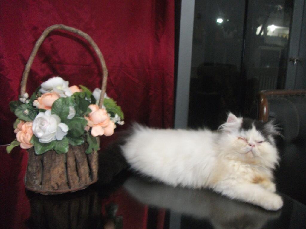KUCING, KITTEN, PERSIA, CALICO, VAN, PEAKNOSE, PESEK, BANYAK PILIHAN& MURAH BANGETT.!