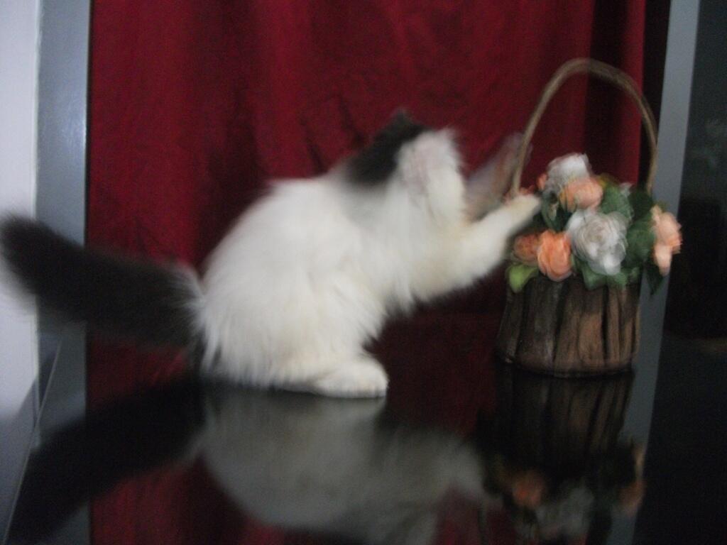 KUCING, KITTEN, PERSIA, CALICO, VAN, PEAKNOSE, PESEK, BANYAK PILIHAN& MURAH BANGETT.!