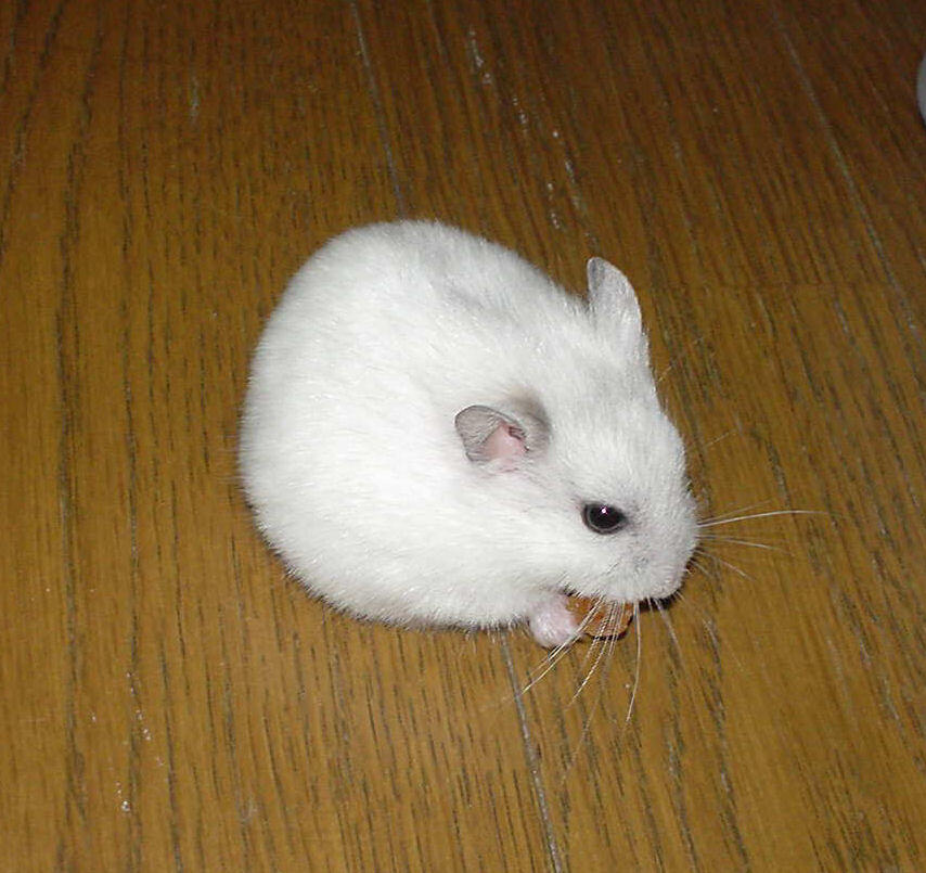 Barter Hamster