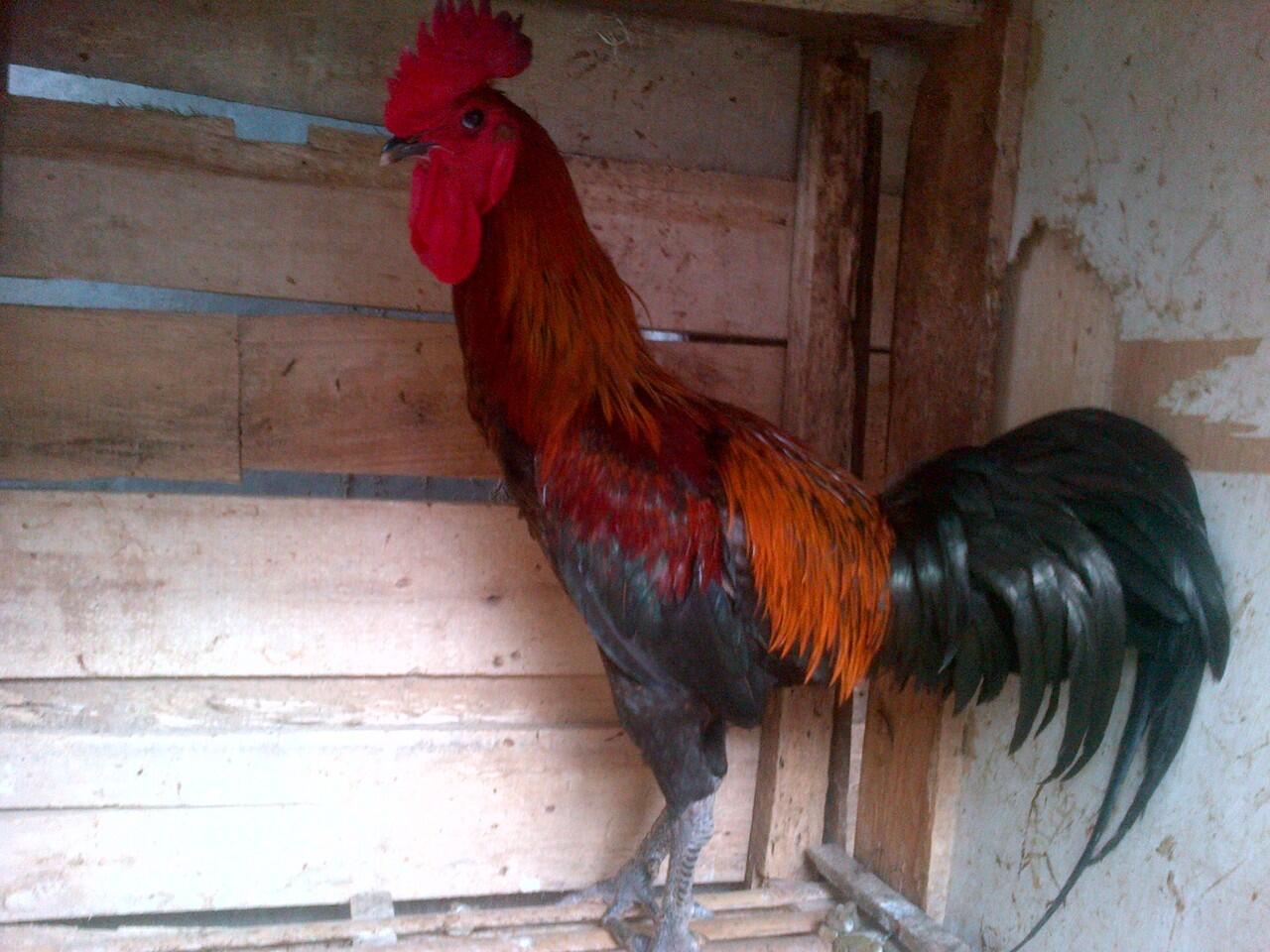 AYAM PELUNG GARUT SUARA MANTAPP TRAH CHAMPION