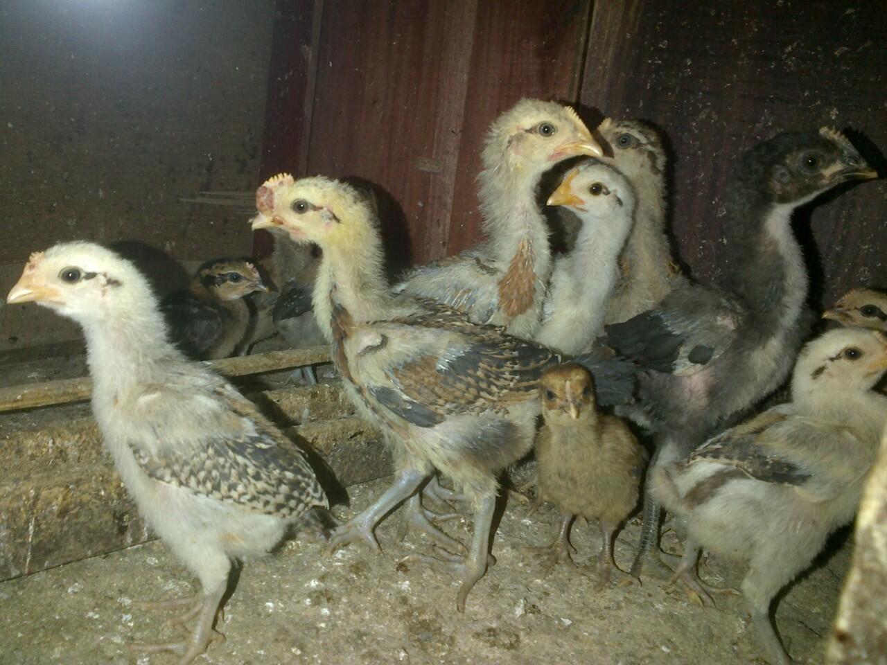 AYAM PELUNG GARUT SUARA MANTAPP TRAH CHAMPION