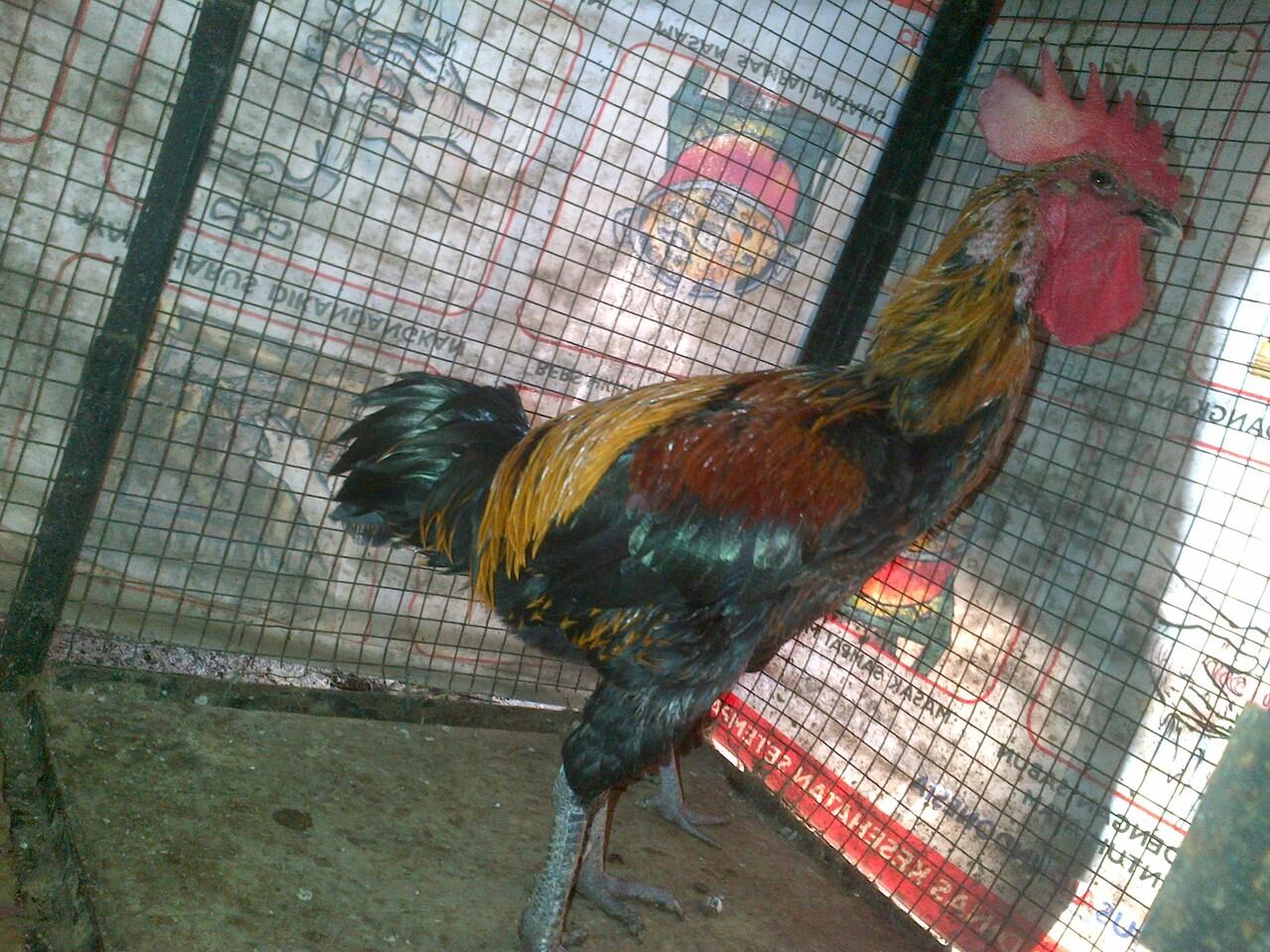 AYAM PELUNG GARUT SUARA MANTAPP TRAH CHAMPION