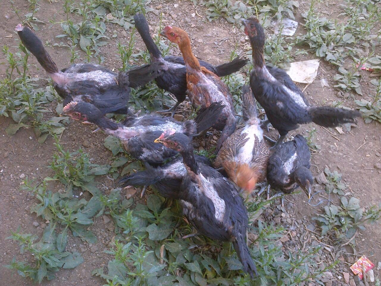 AYAM PELUNG GARUT SUARA MANTAPP TRAH CHAMPION