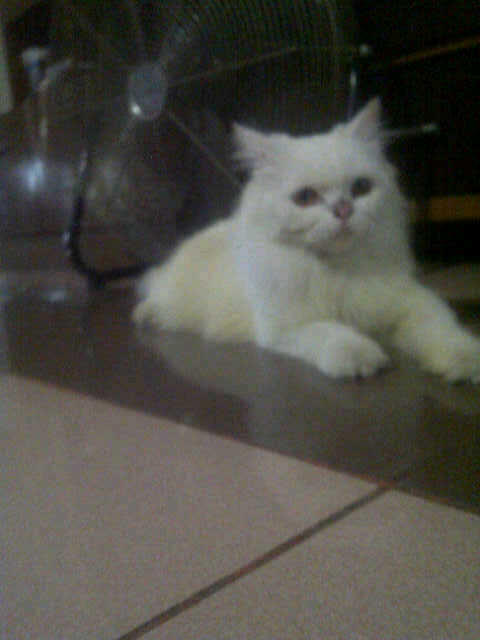 JUAL KUCING ANGGORA Rp. 400.000,- NEGO