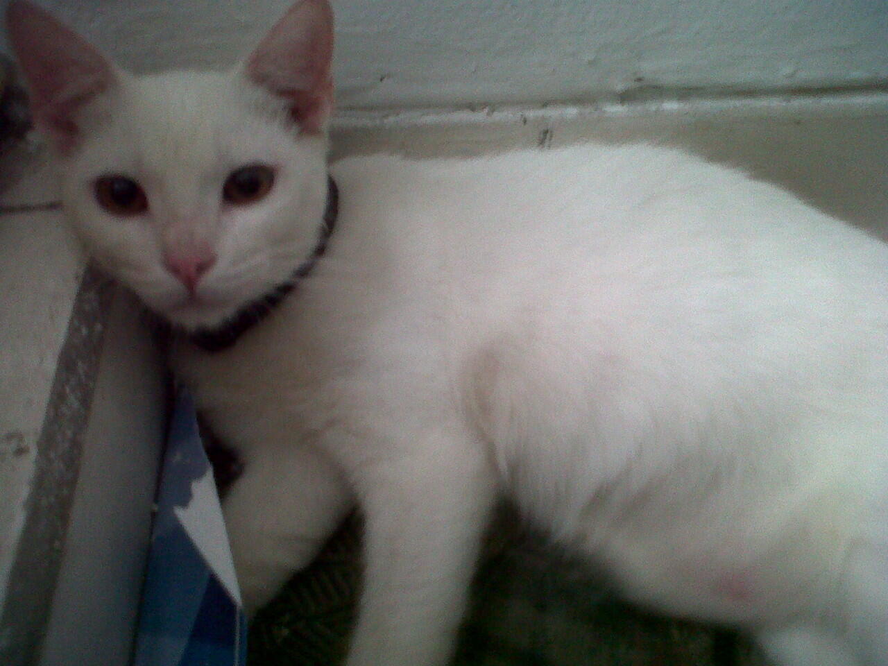 JUAL KUCING ANGGORA Rp. 400.000,- NEGO