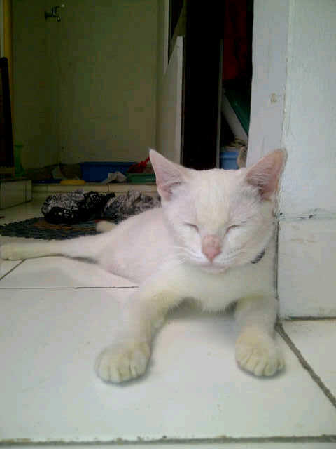 JUAL KUCING ANGGORA Rp. 400.000,- NEGO