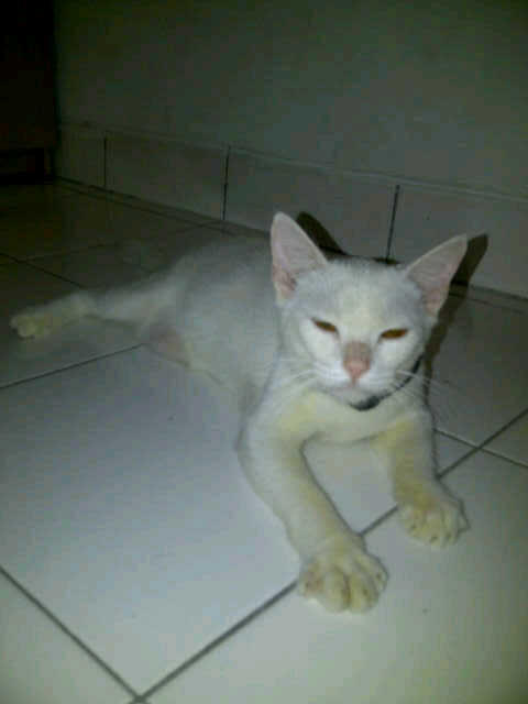 JUAL KUCING ANGGORA Rp. 400.000,- NEGO