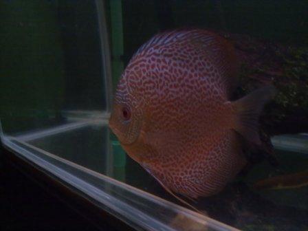 Suplaier ikan hias air tawar TERMURAH masuk gan!!!!