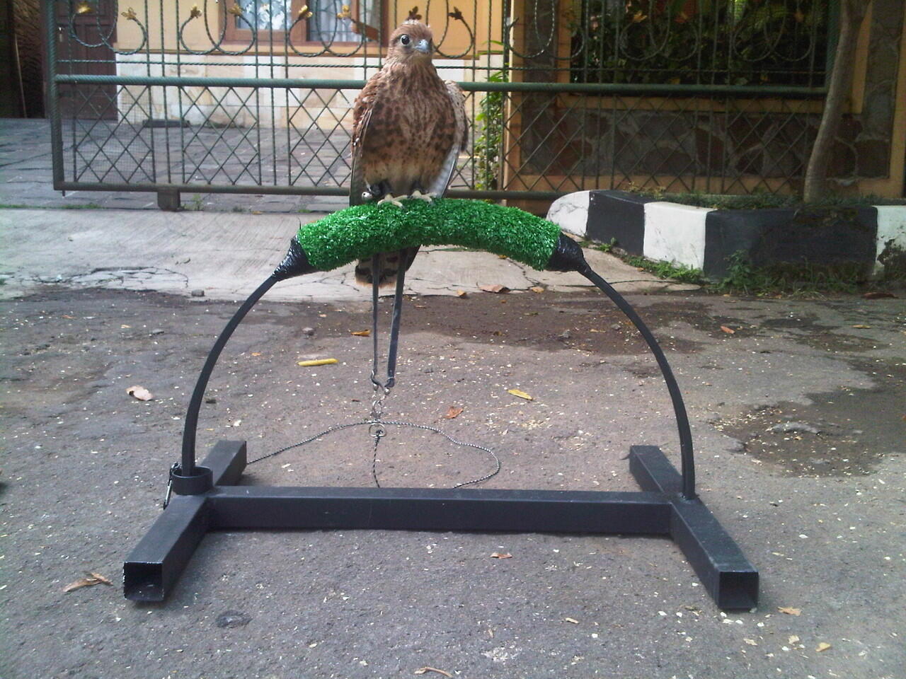 2nd falconry glove, perch, whistle(peluit) and equipment murah namun bukan murahan!!!
