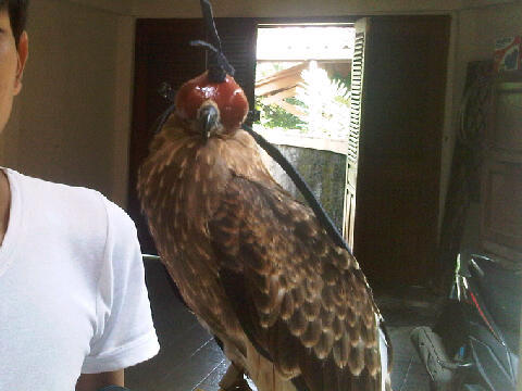 2nd falconry glove, perch, whistle(peluit) and equipment murah namun bukan murahan!!!