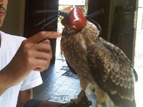 2nd falconry glove, perch, whistle(peluit) and equipment murah namun bukan murahan!!!