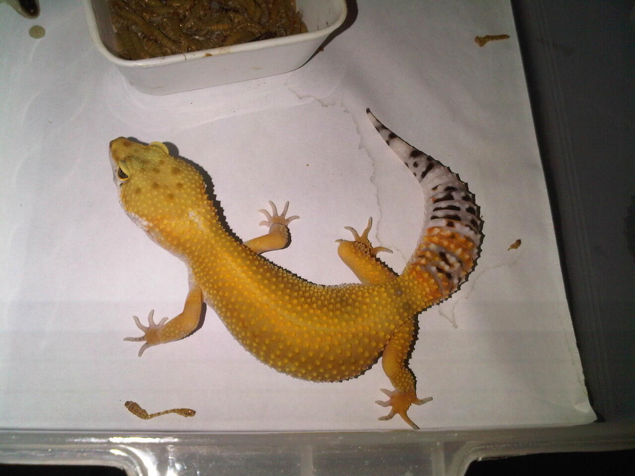 Jual GECKO Murah.... Sale 1000%