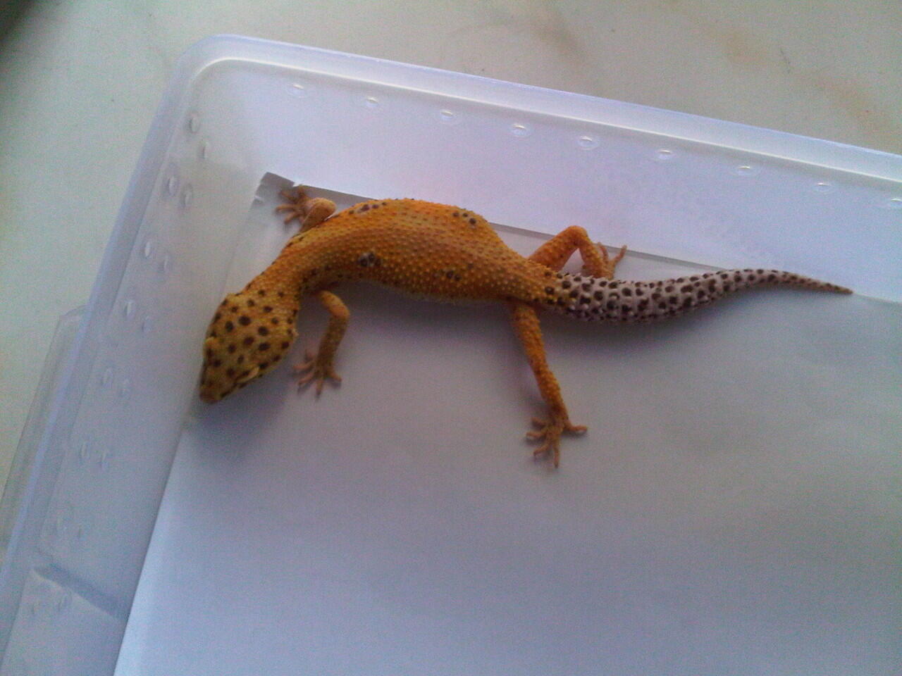 Jual GECKO Murah.... Sale 1000%