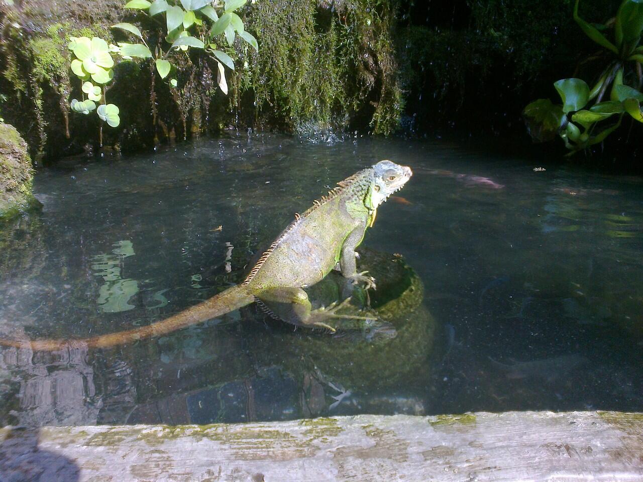 Iguana green