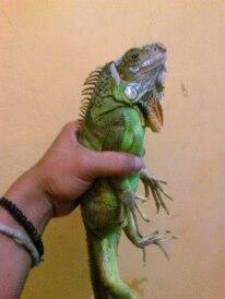 Iguana green