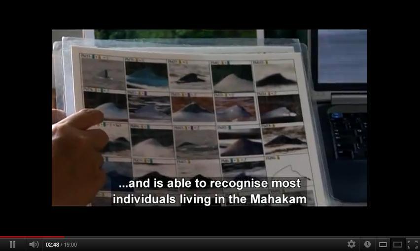 Penjaga Terakhir Sang Mahakam (Last Guardian of the Mahakam)