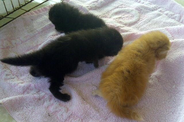 jual muraaah persia betina bonus anaknya 2 sekalian