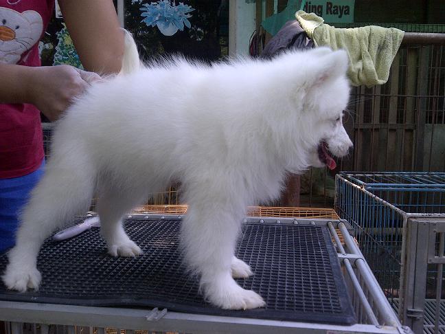 Samoyed Betina Istimewa