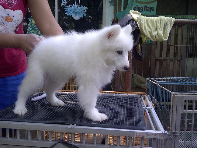 Samoyed Betina Istimewa