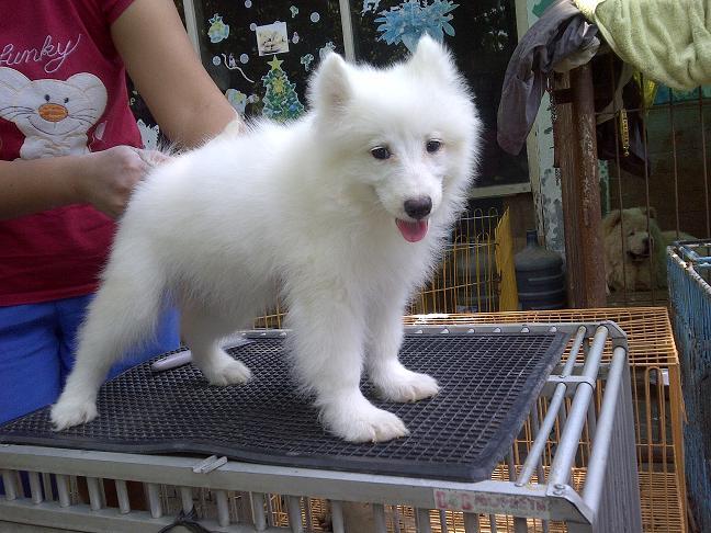 Samoyed Betina Istimewa