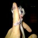 WTS SugarGlider 2ekor Joey 1,5bln
