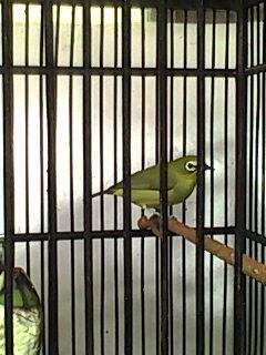 Jual Burung Pleci Jogja Ngerol Bagus 081215549601