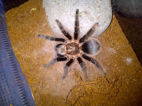 DIJUAL TARANTULA IMPORT BRACHYPELMA ALBOPILOSUM