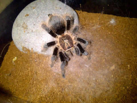 DIJUAL TARANTULA IMPORT BRACHYPELMA ALBOPILOSUM