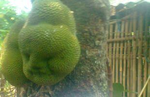 BUAH-BUAHAN YG BENTUK'Y ANEH(PIC)