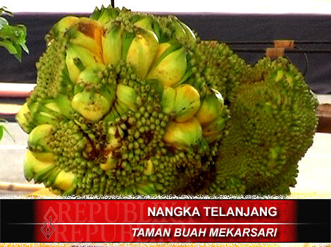 BUAH-BUAHAN YG BENTUK'Y ANEH(PIC)