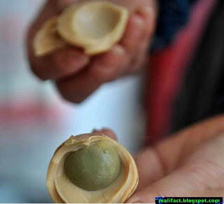 membuat telur asin dengan air kencing
