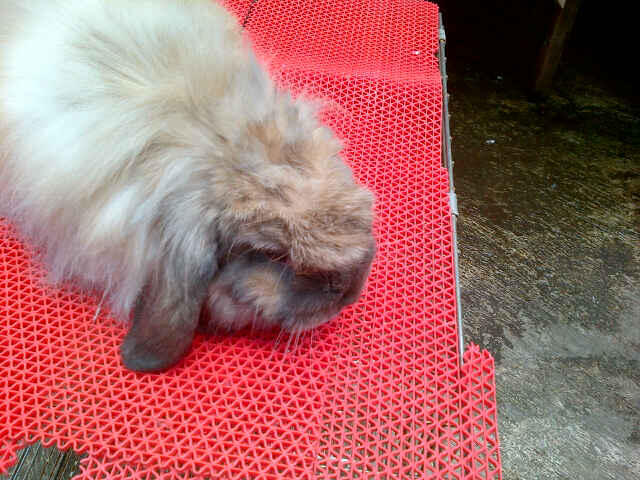 WTS American fuzzy Lop