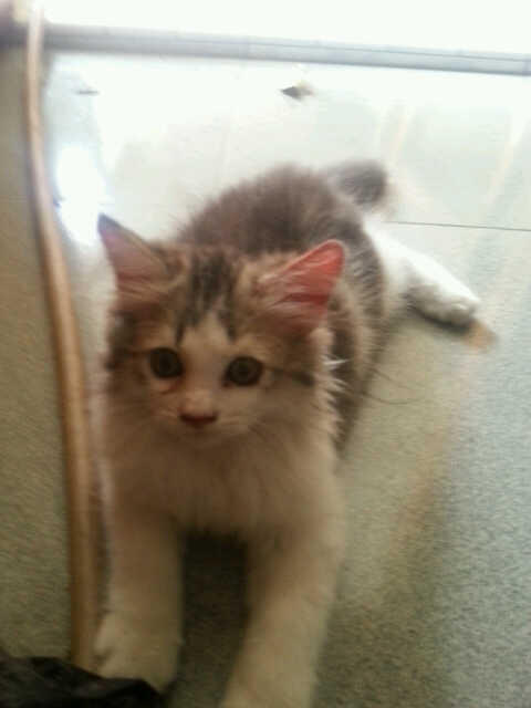 JUAL KITTEN PERSIA MEDIUM