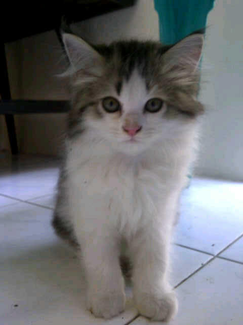 JUAL KITTEN PERSIA MEDIUM