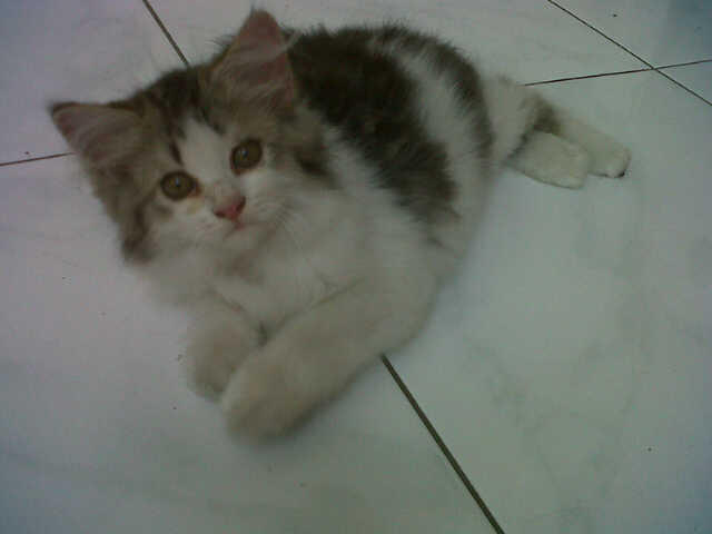 JUAL KITTEN PERSIA MEDIUM