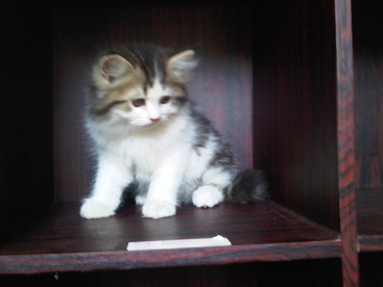 JUAL KITTEN PERSIA MEDIUM