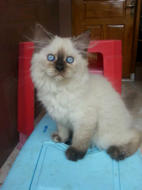 JUAL KITTEN PERSIA MEDIUM
