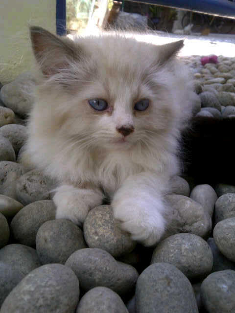 JUAL KITTEN PERSIA MEDIUM