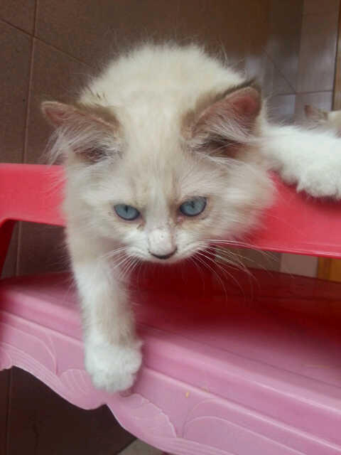 JUAL KITTEN PERSIA MEDIUM